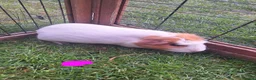 Guinea Pig rodents for sale: Male and female guinea pigs for sale  - Advert 7