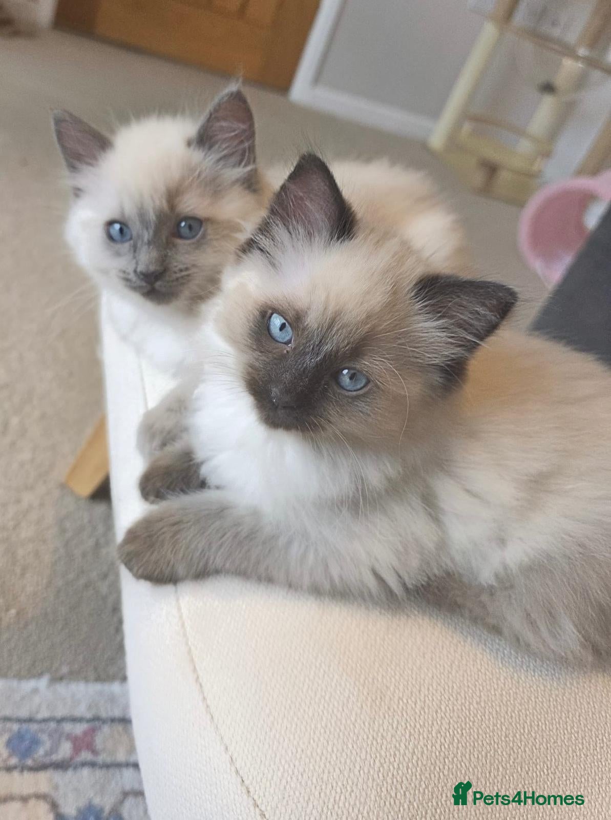 Ragdoll cats Ragdoll Kittens In Time For  **  - Advert 11