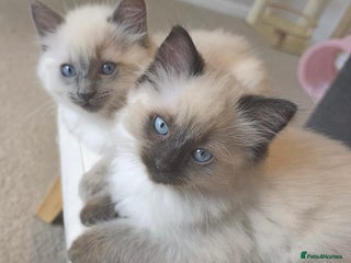 Ragdoll cats Ragdoll Kittens In Time For Xmas - Advert 1