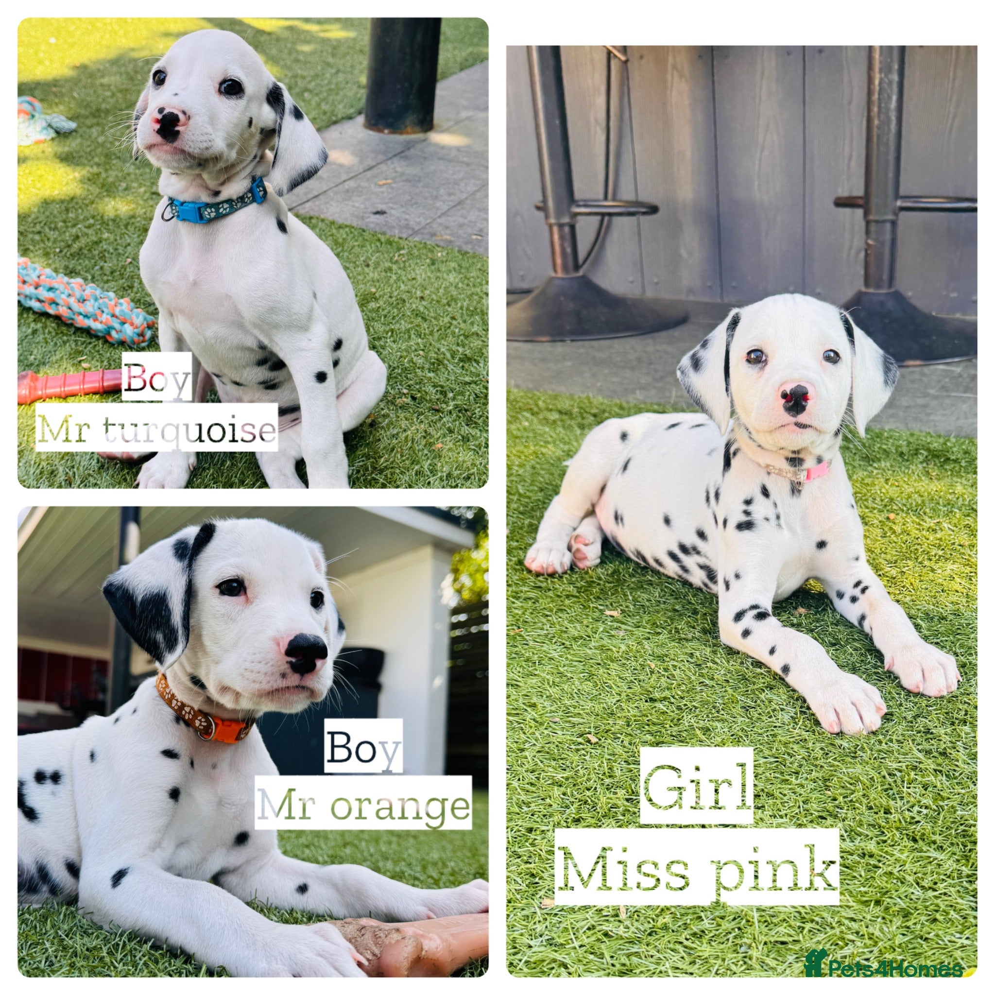 Dalmatian dogs 🖤 Ready this weekend - KC Dalmatian Puppies 🖤 - Advert 15