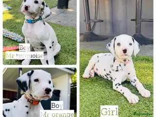 Dalmatian dogs 🖤 Ready this weekend - KC Dalmatian Puppies 🖤 - Advert 15