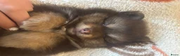 Pomeranian dogs for sale: X2 boy Pomeranians  - Advert 7