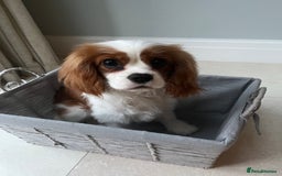 Cavalier King Charles Spaniel dogs for sale: Beautiful Blenheim Cavalier King Charles Spaniel - Image 2
