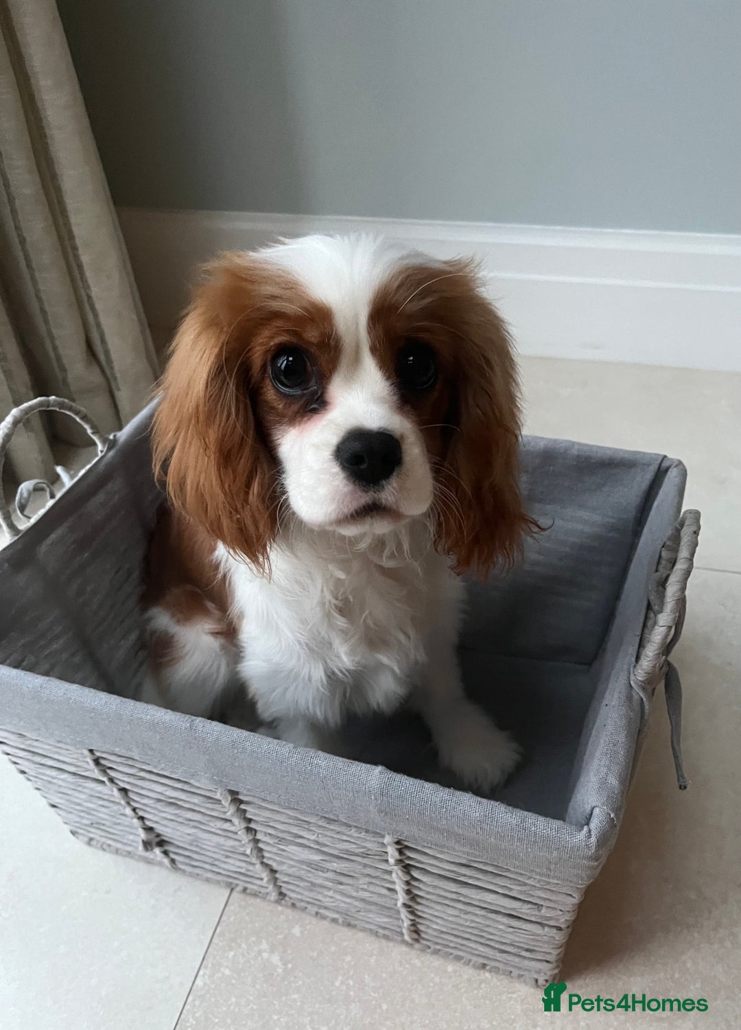 Cavalier King Charles Spaniel dogs for sale: Beautiful Blenheim Cavalier King Charles Spaniel - Image 2