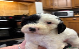 Sproodle dogs for sale: Spoodles - Image 12