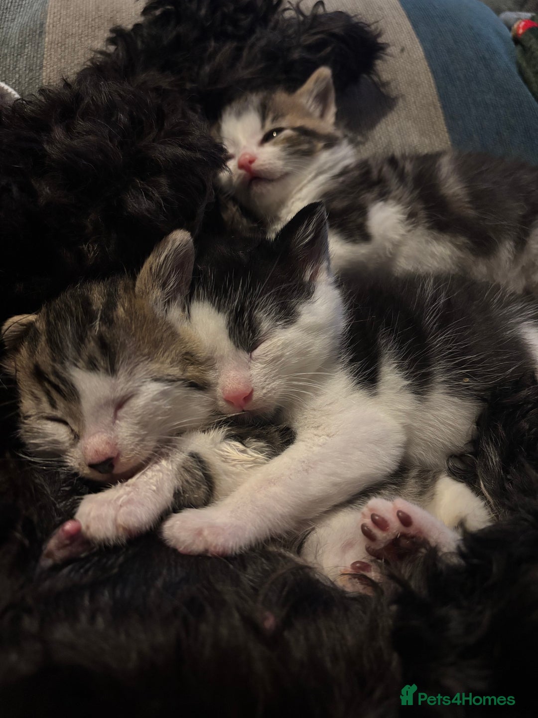 British Shorthair cats for sale: Four hand reared kittens Please read the info - Advert 18