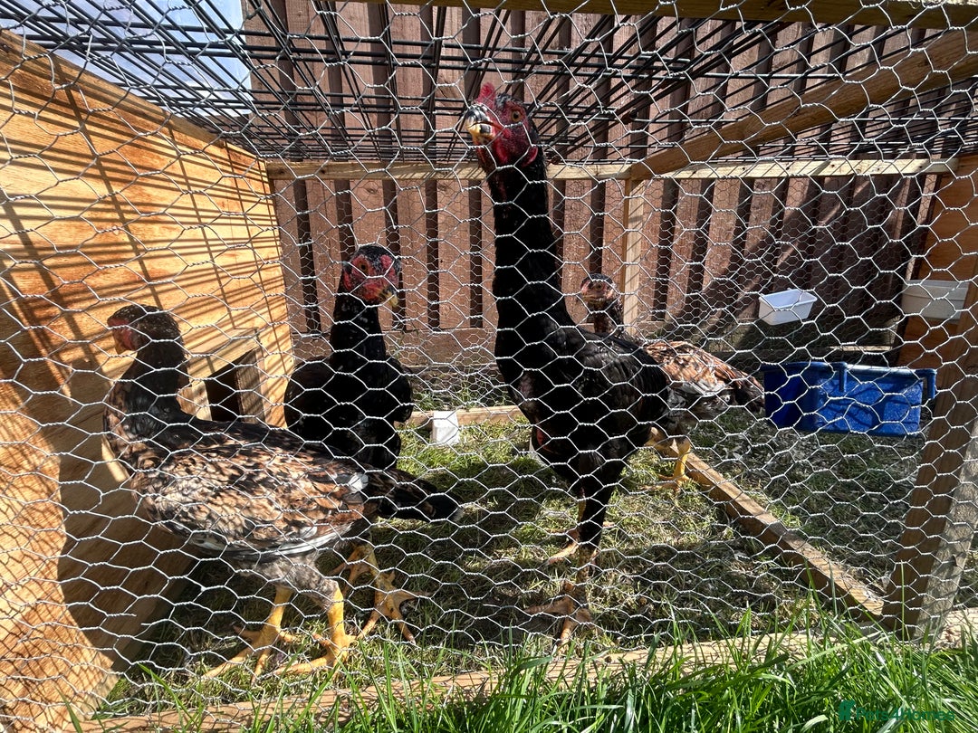 Chickens poultry for sale: Shamo aseel many birds - Image 1