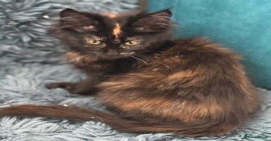 Maine Coon cats - Advert 3