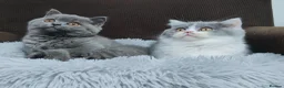 British Shorthair cats for sale: GCCF Registered Chunky British Shorthair kittens  - Advert 3