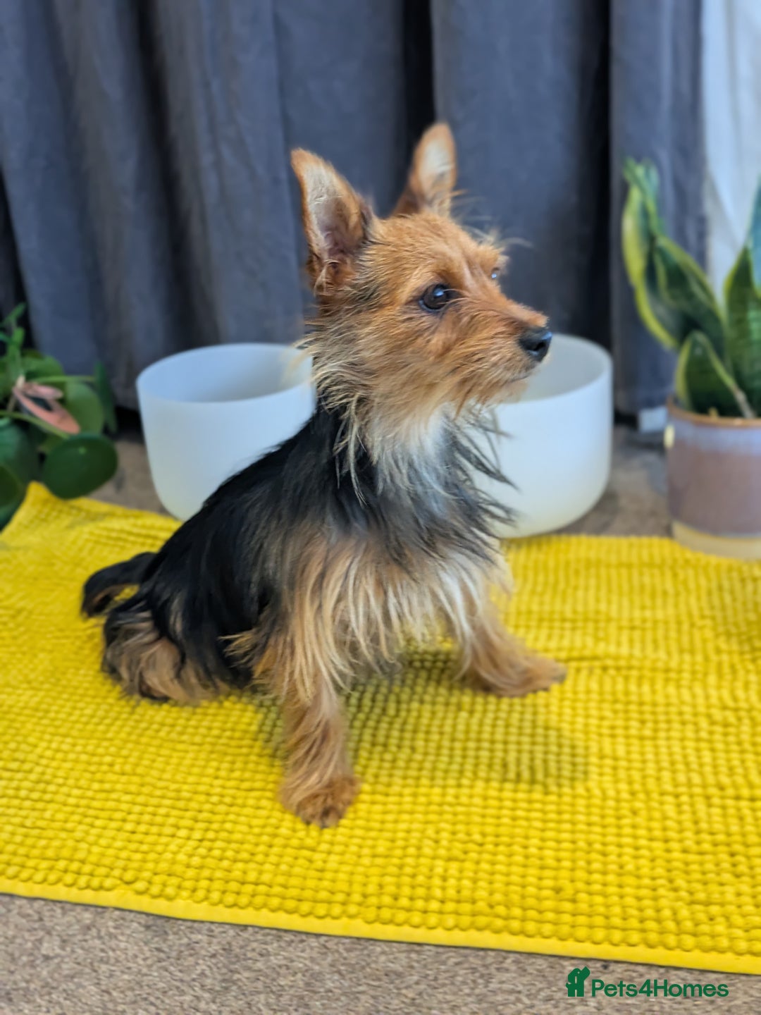 Yorkshire Terrier dogs for sale: 2 Biewer Yorkshire Terrier Boys – Ready Now! - Advert 1