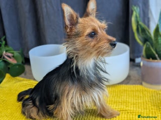 Yorkshire Terrier dogs 2 Biewer Yorkshire Terrier Boys – Ready Now! - Advert 9