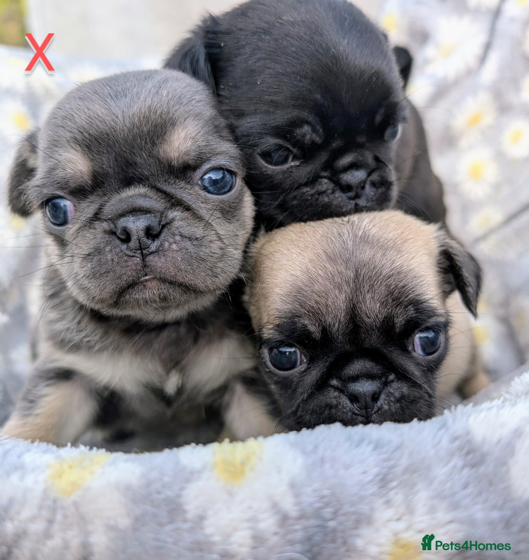 Pug dogs for sale: Quality PUG puppies. Fawn.Black and Blue/Tan - Image 1