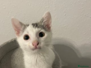 British Shorthair cats - Advert 29