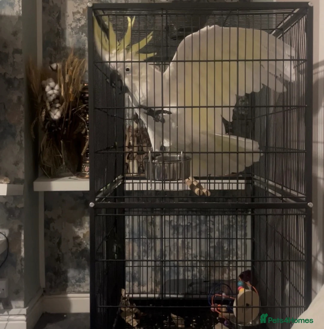 Cockatoo birds for sale: Sulphur crested cockatoo 4 years old!  - Advert 2