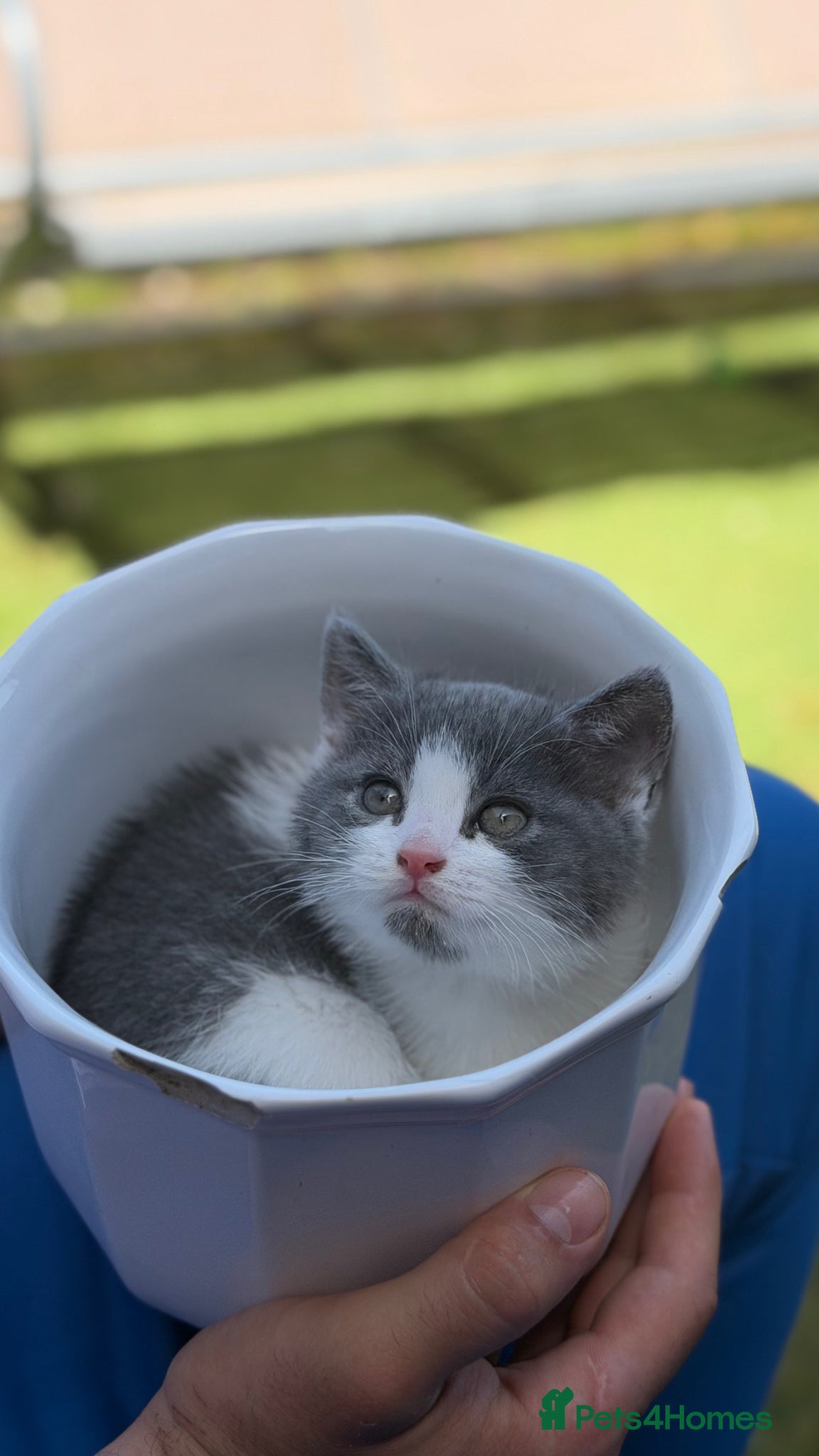 Scottish Fold cats Scottish fold grey and white kitten  - Advert 3