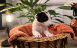 Border Collie dogs for sale: Pure Breed Boarder Collie Pups - Image 13