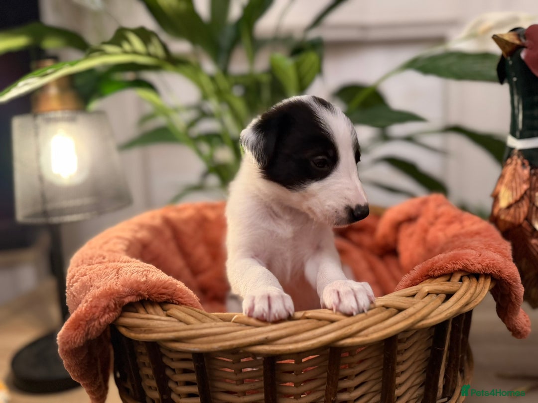 Border Collie dogs for sale: Pure Breed Boarder Collie Pups - Image 13