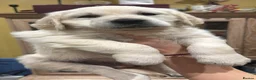 Golden Retriever dogs for sale: Outstanding KC Cream Golden Retriever Puppies - Advert 6