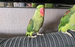 Parrots birds for sale: Alexandrine parrot looking for new home  - Image 6