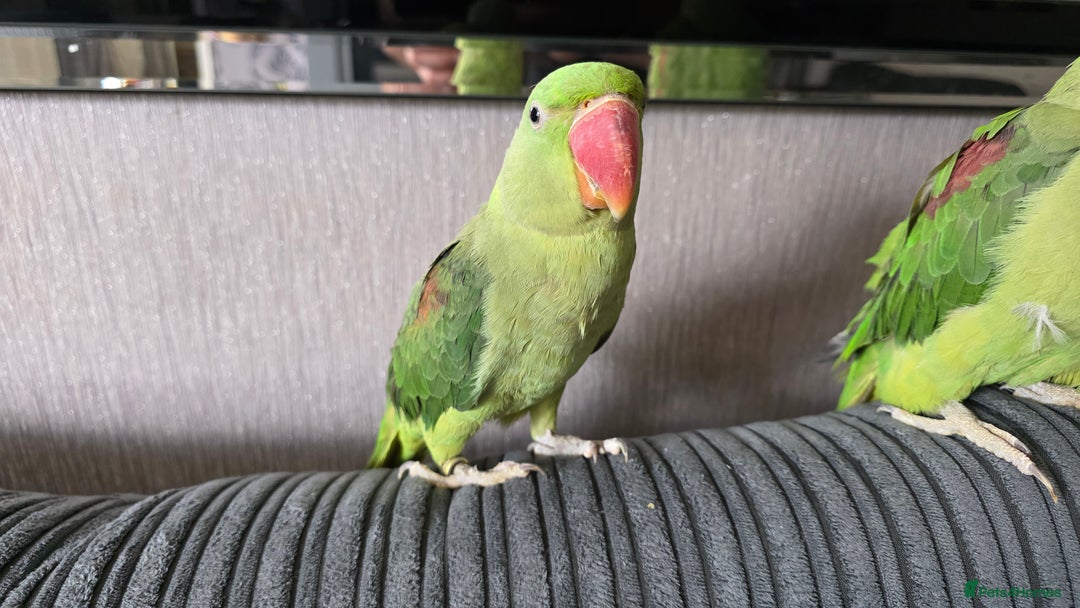 Parrots birds for sale: Alexandrine parrot looking for new home  - Image 6