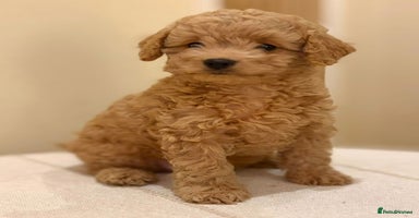 Cavapoo dogs - Advert 8