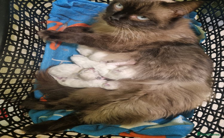 Ragdoll cats - Advert 1