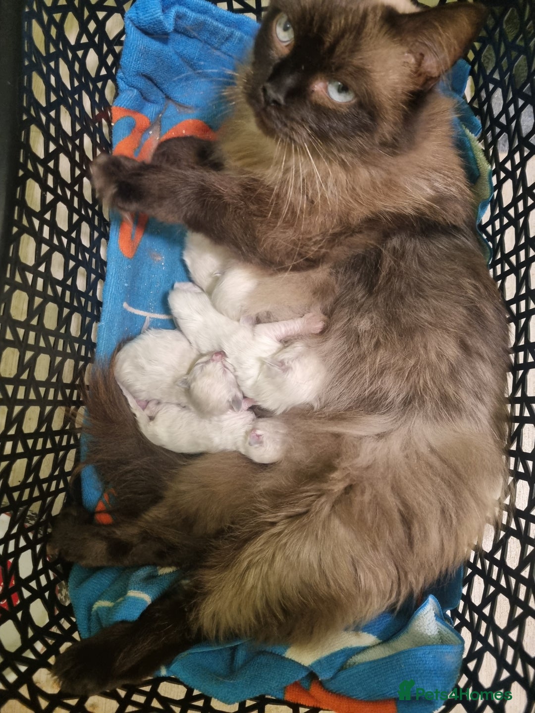 Ragdoll cats for sale: Ready now, 1 male and 3 female ragdoll kittens - Image 1