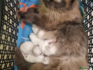 Ragdoll cats for sale - Advert 1