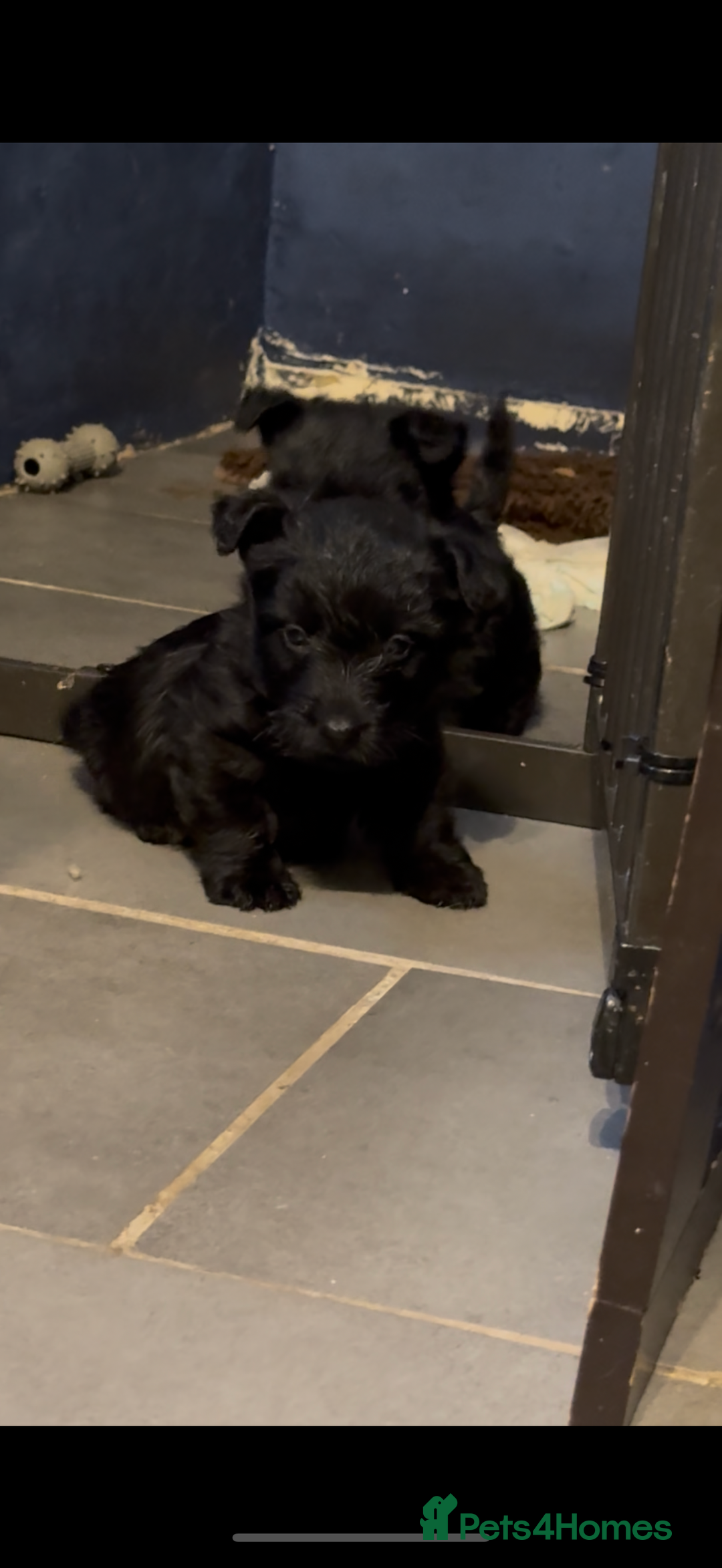 Scottish Terrier dogs for sale: Gorgeous Scottish terrier puppies - Image 2