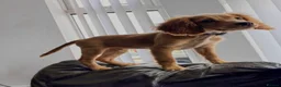 Cocker Spaniel dogs for sale: Hugo’s Forever home  - Advert 28