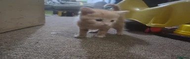 Mixed Breed 1