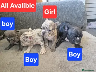 French Bulldog dogs PEDIGREE FRENCH BULLDOG PUPPIES. - Advert 4