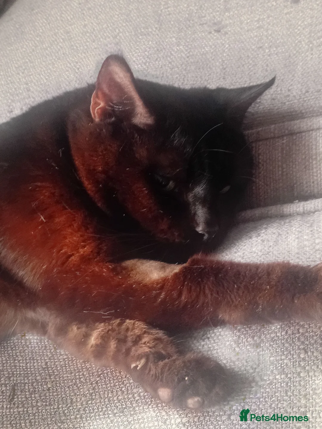 Domestic Shorthair cats for adoption: A very Special cat looking for a very special home - Advert 2