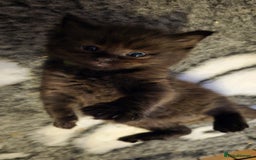 Maine Coon cats for sale: Stunning Maine Coon X  - Image 8