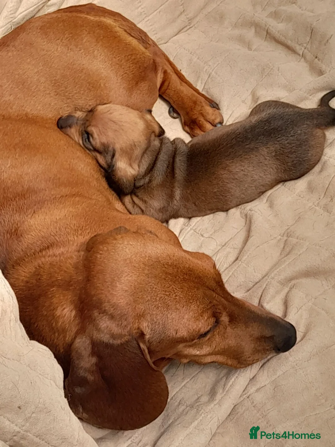 Dachshund dogs for sale: Adorable dachshund puppy - Advert 1