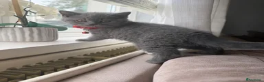 British Shorthair 3