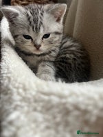 British Shorthair cats - Advert 8