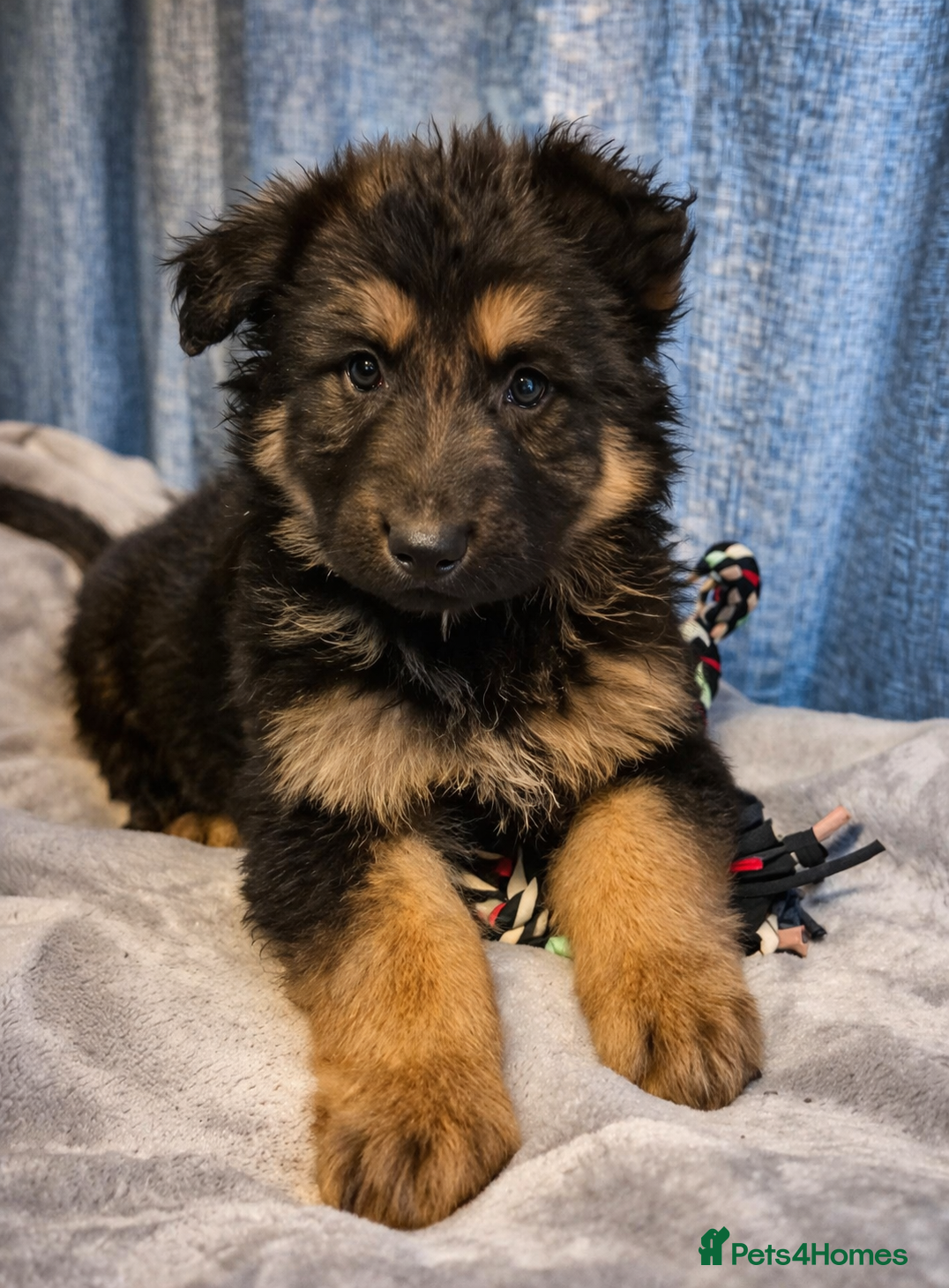 German Shepherd dogs KC Registered German Shepherd Puppies - Advert 13