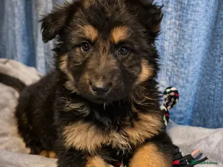 German Shepherd dogs KC Registered German Shepherd Puppies - Advert 13