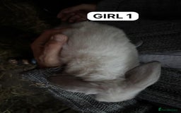 Mini Lop rabbits for sale: Friendly, Handled, Beautiful Baby Bunnies for Sale - Image 4