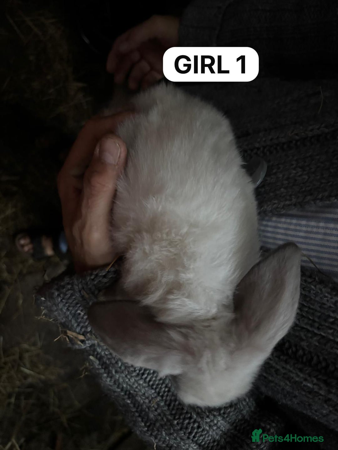 Mini Lop rabbits for sale: Friendly, Handled, Beautiful Baby Bunnies for Sale - Image 4