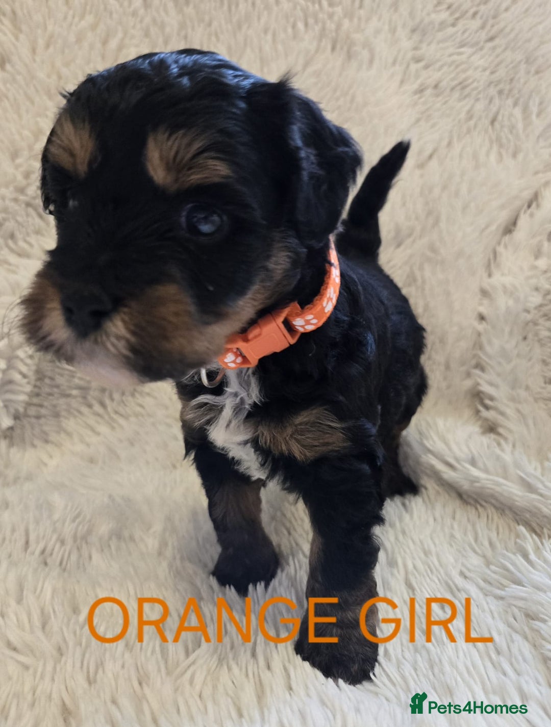 Tibetan Terrier dogs for sale: Adorable fluffy TToodle puppies  - Image 28