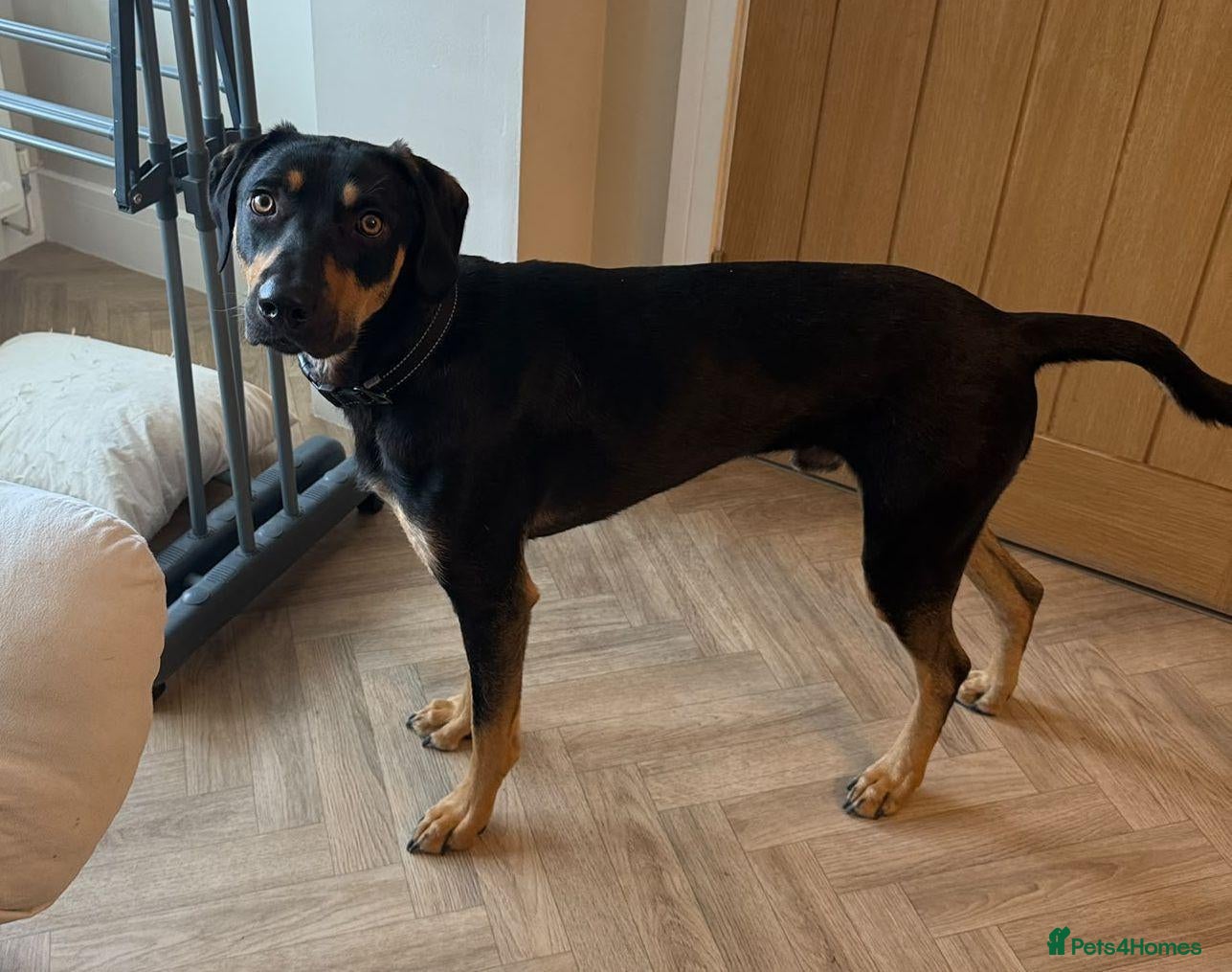 Mixed Breed dogs for adoption: 💙ARLO💙18 MONTHS FRIENDLY CUDDLY CLEVER DOBERDOR  - Advert 1