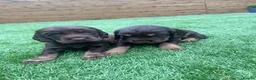 Cocker Spaniel dogs for sale: Working cocker spaniel pups  in Stockton-on-Tees - Advert 4