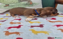Miniature Dachshund dogs for sale: 🐾 Miniature Dachshund Puppies for Sale 🐾 - Image 30