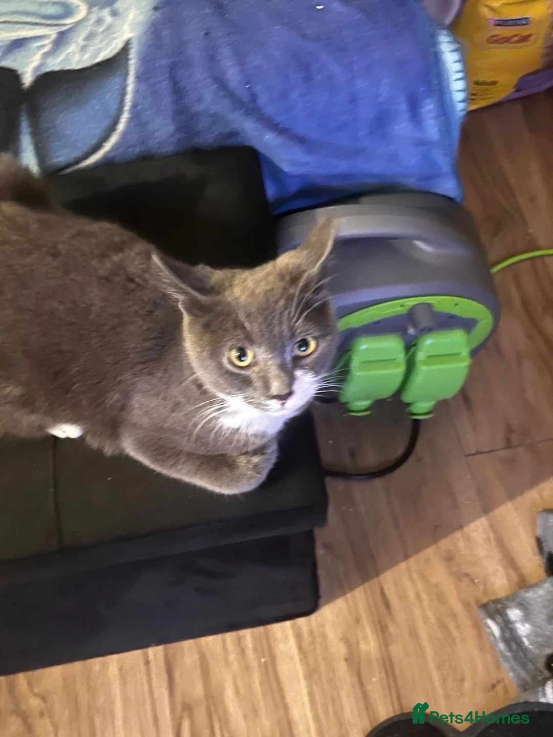 Russian Blue cats for sale: Kitten  - Advert 2