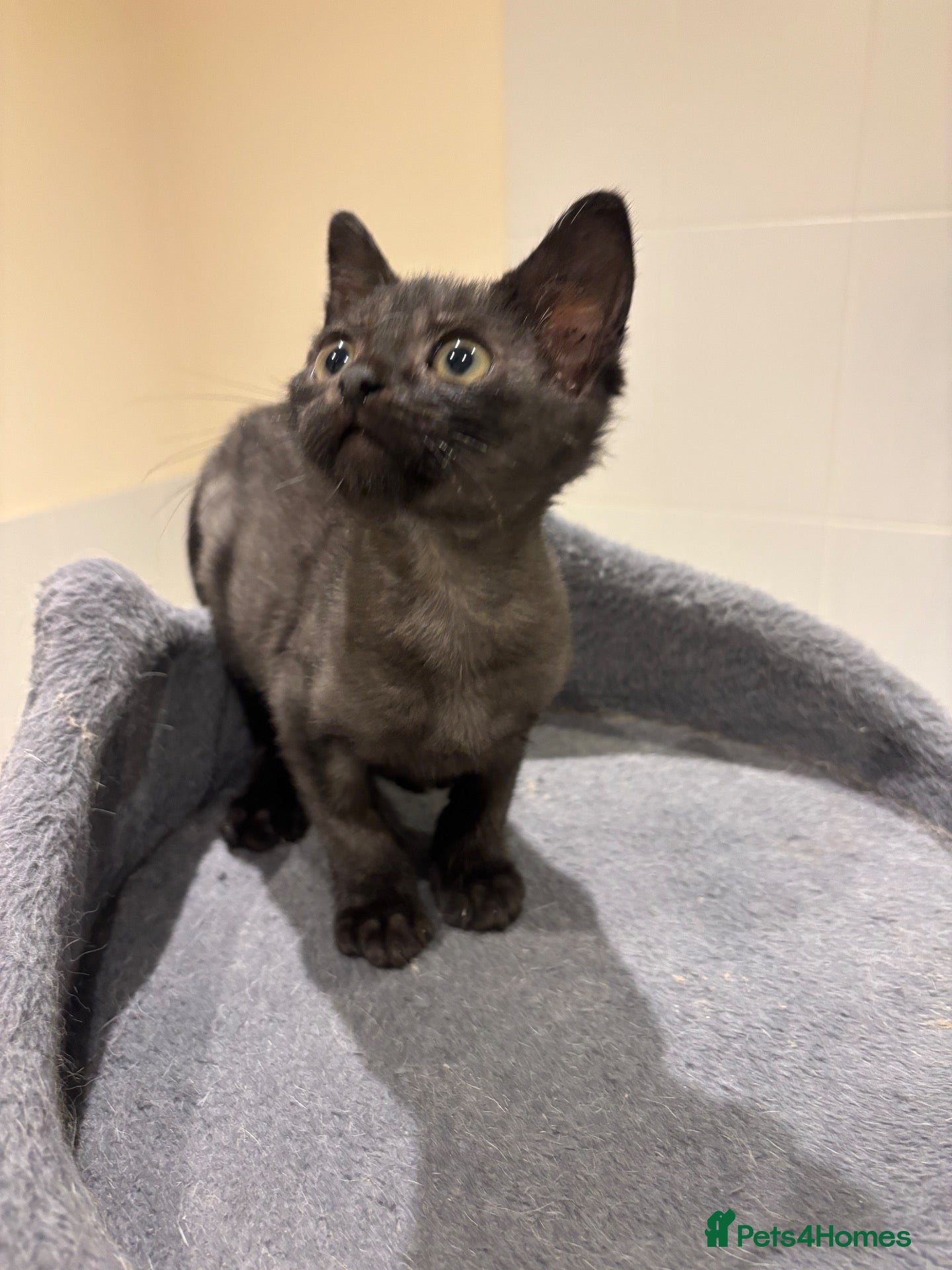 Mixed Breed cats Long hair kitten for sale  - Advert 1