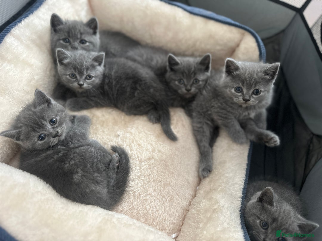 British Shorthair cats for sale: Adorable British Shorthair Kittens  - Image 7
