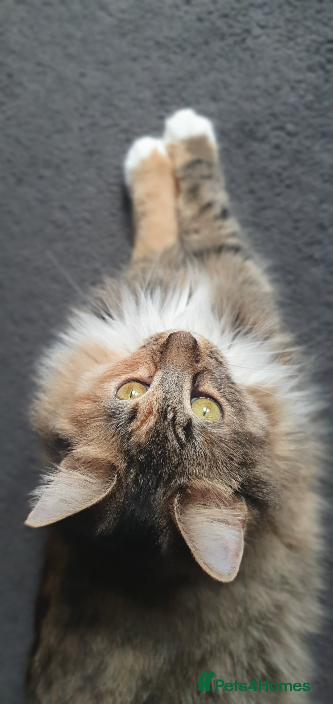 Maine Coon cats for sale: Maine coon mixed breed - Image 8