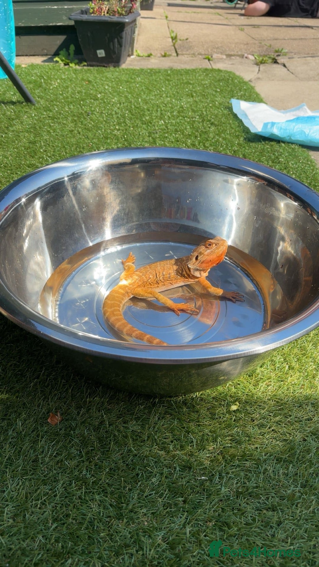 Bearded Dragon reptiles Bearded dragon with viv for sale. - Advert 5